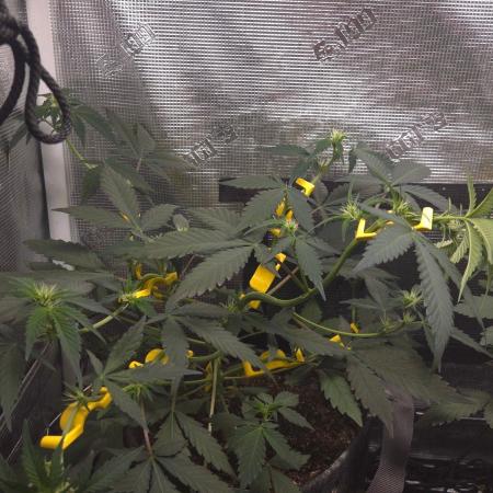 GODFATHER OG AUTO
