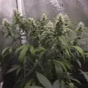 TRIPLE G AUTO