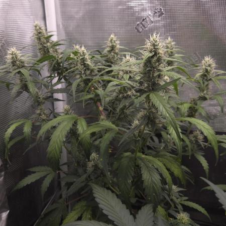 TRIPLE G AUTO