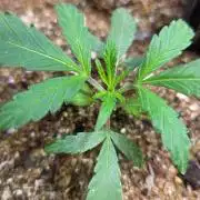 GOLOSA DELICIOUS SEED