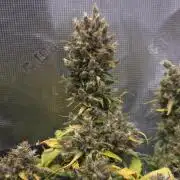 BLUE CHEESE 🧀 AUTO