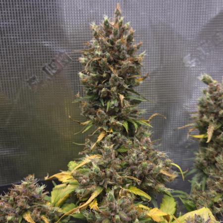 BLUE CHEESE 🧀 AUTO