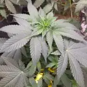 SKUNK #1 AUTOMAATIC