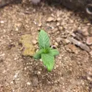 SKUNK #1 AUTOMAATIC