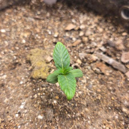 SKUNK #1 AUTOMAATIC