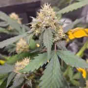 GODFATHER OG AUTO