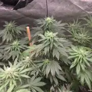CANDY 🍫 / DIVINE SEEDS