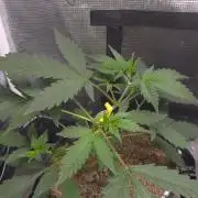 GODFATHER OG AUTO