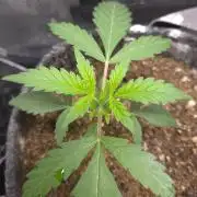 GODFATHER OG AUTO