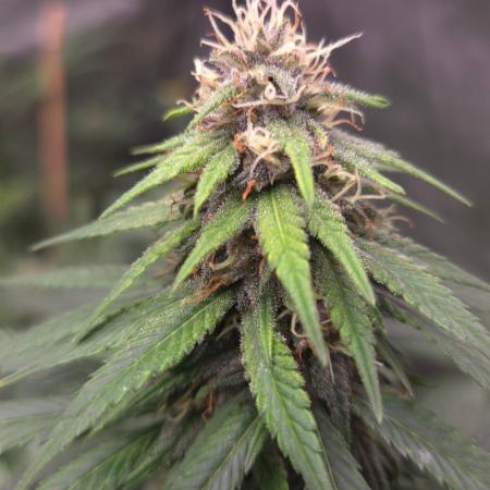 SPECIAL GROW CBD/THC
