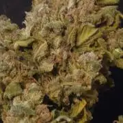 OUTSIDE GROW