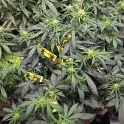 MIMOSA  AUTO
