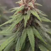 SPECIAL GROW CBD/THC