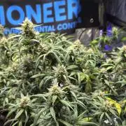 MIMOSA AUTO