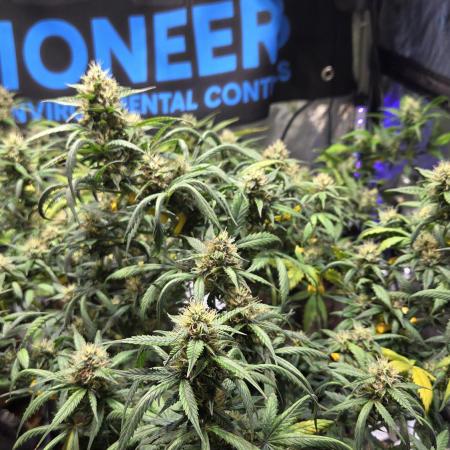 MIMOSA  AUTO