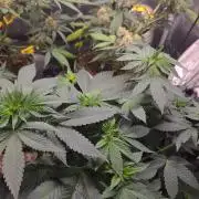 SKUNK #1 AUTOMAATIC