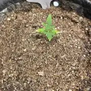 GOLOSA DELICIOUS SEED