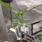 Grandpa Zombie 🧟‍♂️