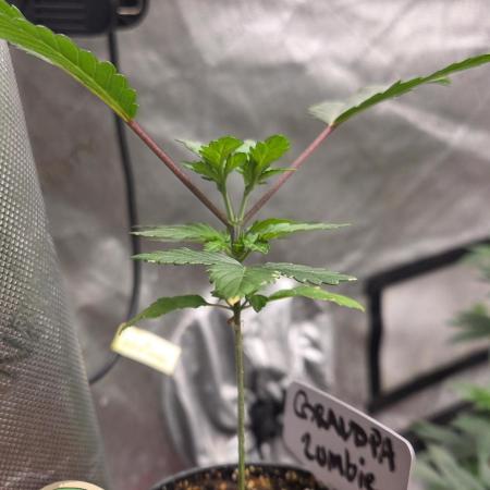 Grandpa Zombie 🧟‍♂️