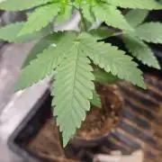 SKUNK #1 AUTOMATIC PLANT B