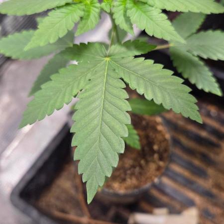 SKUNK #1 AUTOMATIC PLANT B