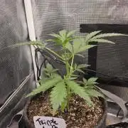 TRIPLE G AUTO