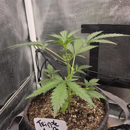 TRIPLE G AUTO