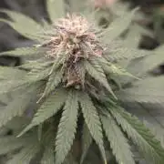 ORANGE 🍊 SHERBERT / FASTBUDS 420