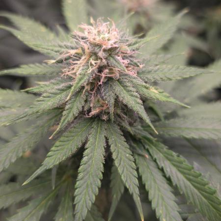 ORANGE 🍊 SHERBERT / FASTBUDS 420