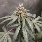 GG4 SHERBERT FF / FASTBUDS 420