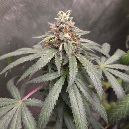 GG4 SHERBERT FF / FASTBUDS 420
