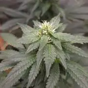 CANDY 🍫 / DIVINE SEEDS