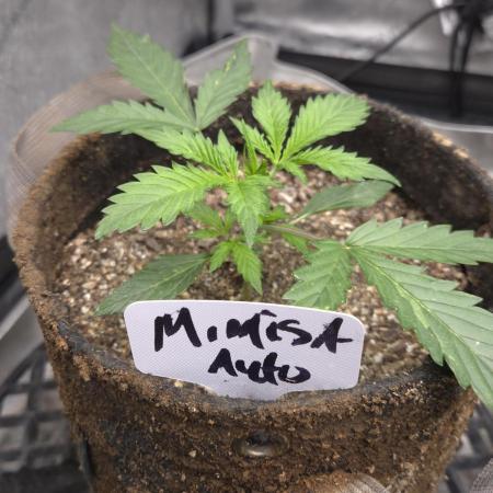 MIMOSA AUTO