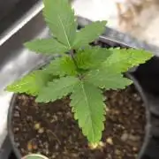 Grandpa Zombie 🧟‍♂️