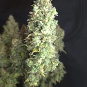 TRIPLE G AUTO