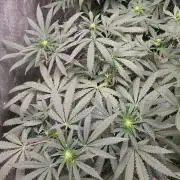 GG4 SHERBERT FF / FASTBUDS 420