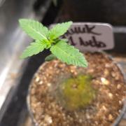 SKUNK #1 AUTOMATIC PLANT B