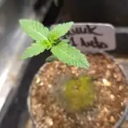 SKUNK #1 AUTOMATIC PLANT B