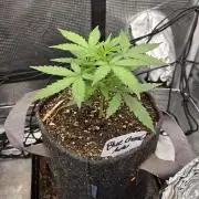 BLUE CHEESE 🧀 AUTO