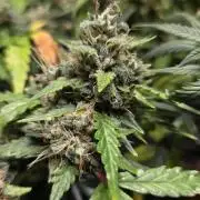 DOSIDOS AUTO