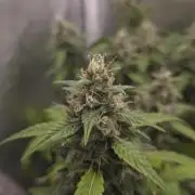 TRIPLE G AUTO