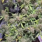 DOSIDOS AUTO