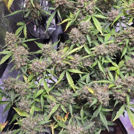 DOSIDOS AUTO