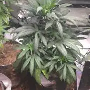 GOLOSA DELICIOUS SEED