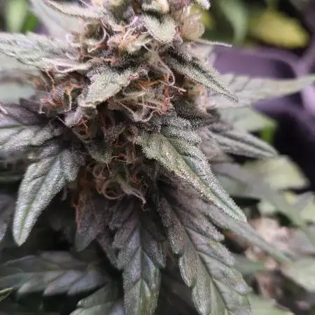 WURLZ F1 AUTO