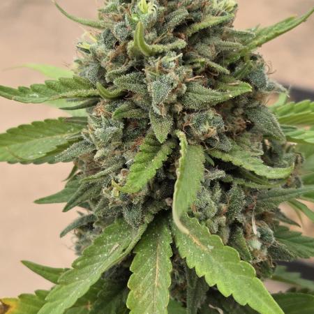 OUTSIDE GROW