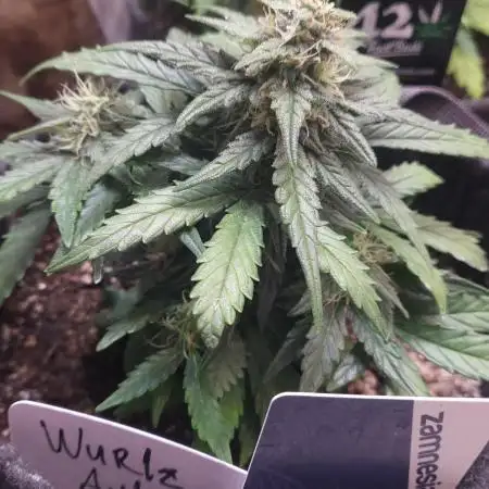 WURLZ F1 AUTO