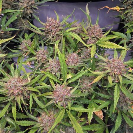 MOON ROCK AUTO