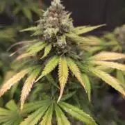 ORANGE 🍊 SHERBERT / FASTBUDS 420