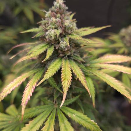ORANGE 🍊 SHERBERT / FASTBUDS 420